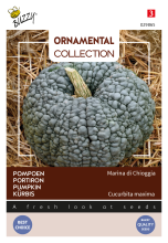Buzzy seeds Buzzy® Pompoenzaden   Marina di Chioggia   Groen & Geribbeld