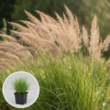 Planten Calamagrostis x acutiflora 'Waldenbuch'   pot 9x9 cm