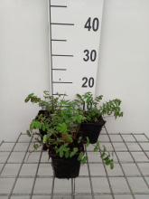 Planten Sanguisorba officinalis 'Red Thunder'   pot 9x9 cm  
