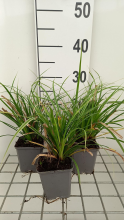 Planten Carex morrowii 'Variegata'   pot 9x9 cm   Japanse Zegge  
