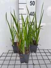 Planten Crocosmia 'Hellfire'   pot 9x9 cm