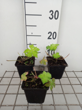 Planten Geranium 'Sandrine'   pot 9x9 cm