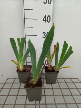 Planten Iris 'Sultan's Palace'   pot 9x9 cm