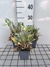 Planten Lychnis coronaria 'Atrosanguinea'   pot 9x9 cm  