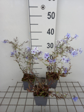 Planten Phlox divaricata 'Chattahoochee'   pot 9x9 cm