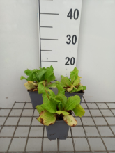 Planten Primula japonica 'Miller's Crimson'   pot 9x9 cm  