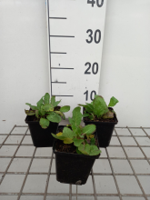 Planten Salvia nemorosa 'Rose Queen'   pot 9x9 cm  