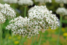 Planten Allium nigrum   pot 9x9 cm  