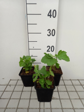 Planten Althaea officinalis   pot 9x9 cm (Heemst)  