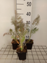 Planten Foeniculum vulgare 'Purpureum'   pot 9x9 cm