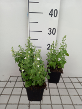 Planten Calamintha nepeta 'Marvelette White'   pot 9x9 cm  