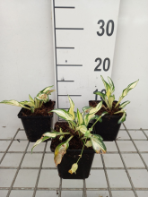 Planten Hosta 'Fireworks'   pot 9x9 cm  