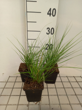 Planten Stipa calamagrostis 'Algäu'   pot 9x9 cm
