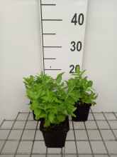 Planten Campanula lactiflora   pot 9x9 cm