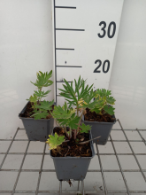 Planten Delphinium 'Atlantis'   pot 9x9 cm