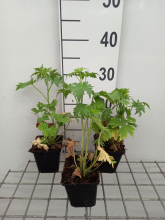 Planten Delphinium 'Guinevere'   pot 9x9 cm