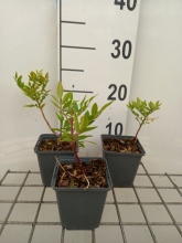 Planten Dictamnus albus   pot 9x9 cm