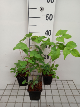 Planten Epimedium grandiflorum 'Red Beauty'   pot 9x9 cm