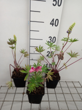 Planten Lupinus Gallery Mix   pot 9x9 cm