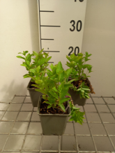 Planten Platycodon grandiflorus 'Mariesii'   pot 9x9 cm  