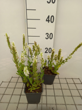 Planten Salvia nemorosa 'Flor Sal White' (Sensation White)   pot 9x9 cm  