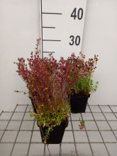 Planten Saxifraga 'Pixie'   pot 9x9 cm