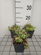 Planten Arabis caucasica 'Pinkie'   pot 9x9 cm