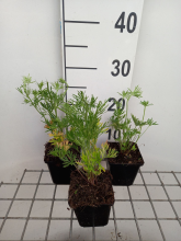 Planten Delphinium grandiflorum 'Blue Butterfly'   pot 9x9 cm