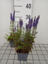 Planten Veronica spicata 'Blauteppich'   pot 9x9 cm