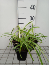 Planten Liriope muscari 'Variegata'   pot 9x9 cm