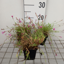 Planten Dianthus deltoides 'Rosea'   pot 9x9 cm