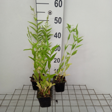 Planten Verbena hastata 'Alba'   pot 9x9 cm  