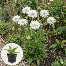 Planten Scabiosa caucasica 'Perfecta Alba'   pot 9x9 cm  