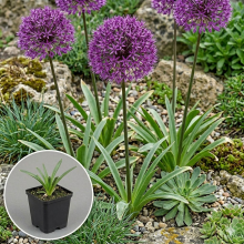 Planten Allium aflatunense   pot 9x9 cm  