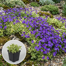 Planten Aubrieta 'Dr Mules Variegated'   pot 9x9 cm  