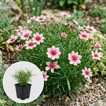 Planten Coreopsis rosea 'Sweet Dreams'   pot 9x9 cm  