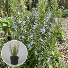 Planten Rosmarinus officinalis 'Miss Jessopp's Upright'   pot 9x9 cm  