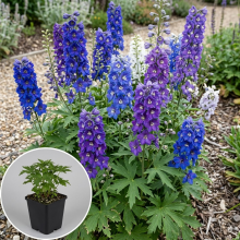 Planten Delphinium Magic Fountains Series   pot 9x9 cm  