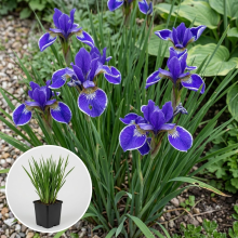 Planten Iris sibirica 'Silver Edge'   pot 9x9 cm