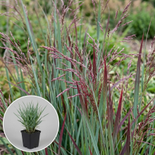 Planten Panicum virgatum 'Sangria'   pot 9x9 cm