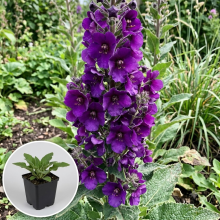 Planten Verbascum 'Sugar Plum'   pot 9x9 cm  