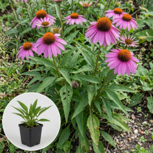 Planten Echinacea tennesseensis Rocky Top Hybrids   pot 9x9 cm  