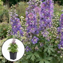 Planten Delphinium 'Camelliard'   pot 9x9 cm  