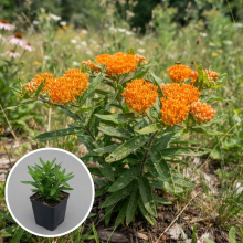 Planten Asclepias tuberosa   pot 9x9 cm  