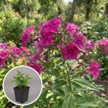 Planten Phlox 'Temiskaming'   pot 9x9 cm