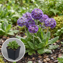 Planten Primula denticulata 'Cashmeriana'   pot 9x9 cm  