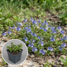 Planten Veronica prostrata   pot 9x9 cm