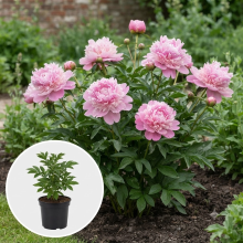 Planten Paeonia 'Monsieur Jules Elie'   pot 1L