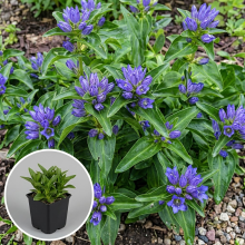 Planten Gentiana cruciata   pot 9x9 cm  
