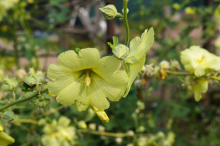 Planten Alcea rugosa   pot 9x9 cm  